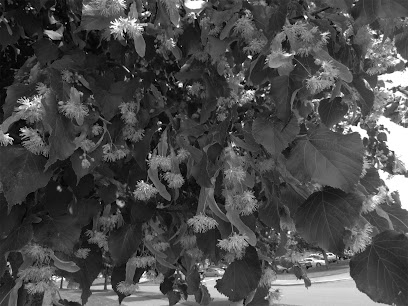 The Linden Tree Dental Lounge